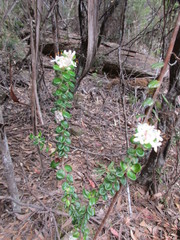 Pimelea nivea