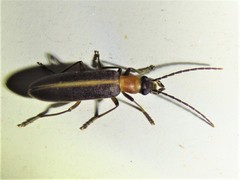 Oxycopis mimetica