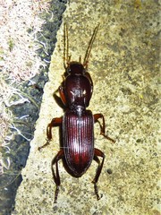 Stenomorphus californicus
