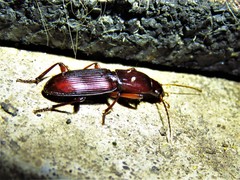 Stenomorphus californicus