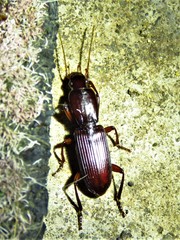 Stenomorphus californicus