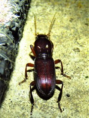 Stenomorphus californicus