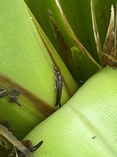 Megalagrion koelense observed 2025-10-14
