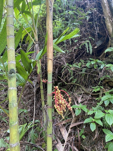 Pinanga coronata observed 2025-10-14