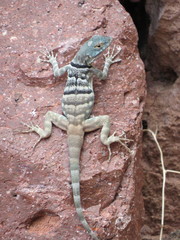 Petrosaurus thalassinus