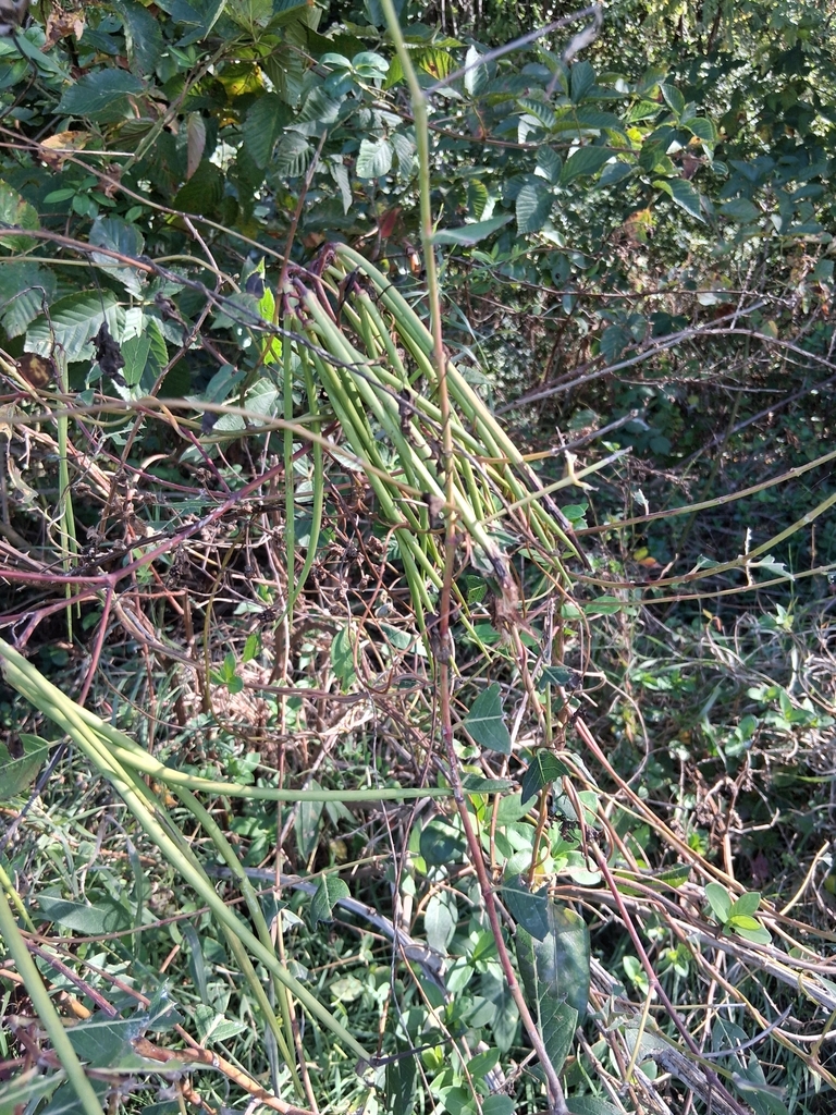 Sara Rall hemp dogbane from Martinsville, NJ 08836, USA on October 3, 2025 at 11: ...