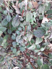 Cistus salviifolius