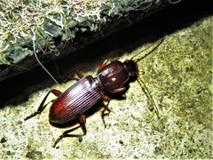 Stenomorphus californicus