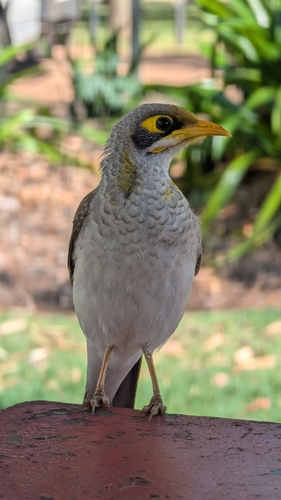 Yellow-throated Miner