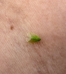 Kallitaxila granulata