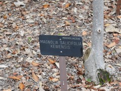 Magnolia salicifolia