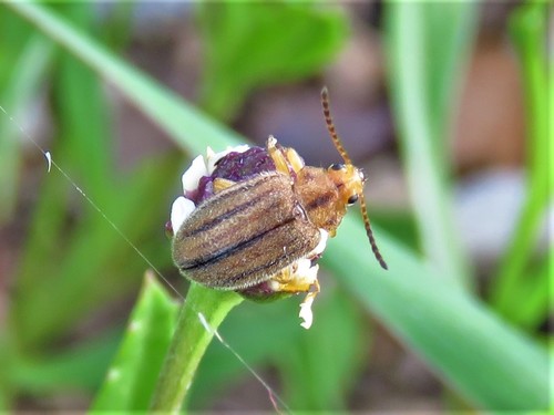 American Goldenrod Leaf Beetle
