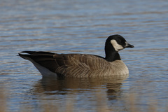 Branta hutchinsii hutchinsii