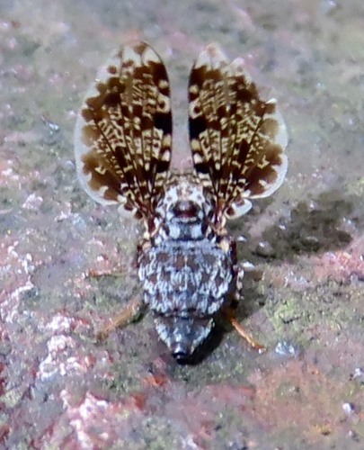 Unknown species found near Whiteoak Canyon Trail, Virginia, USA