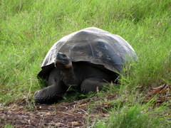 Chelonoidis niger porteri