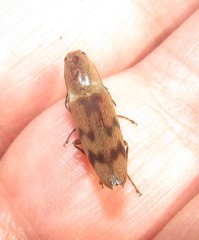 Conoderus fuscofasciatus