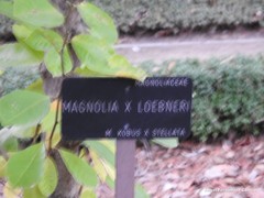 Magnolia loebneri