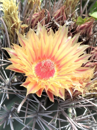 Ferocactus peninsulae