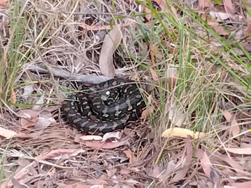 Coastal Carpet Python sighting