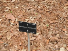 Ranunculus nigrescens