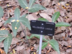Helleborus lividus