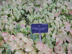 Epimedium × rubrum