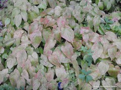 Epimedium × rubrum