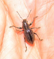 Naupactus tremolerasi