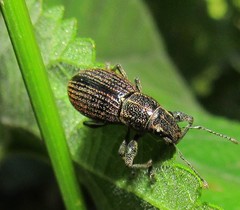 Naupactus tremolerasi