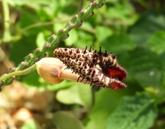 Aristolochia taliscana