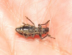 Naupactus tremolerasi