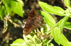 Pellicia