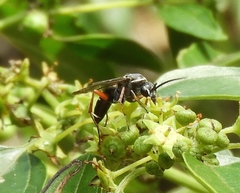 Episyron conterminus cressoni