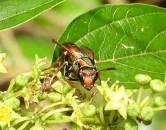 Polistes pacificus