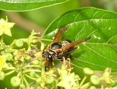 Polistes pacificus