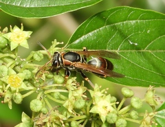 Polistes pacificus