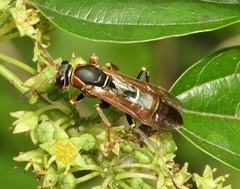 Polistes pacificus