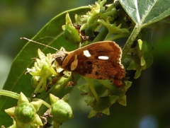 Anteros carausius carausius