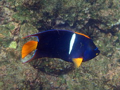 Holacanthus passer