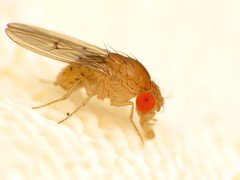 Drosophila falleni