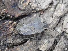 Hymenarcys nervosa