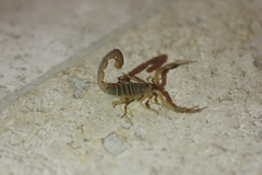 Centruroides testaceus