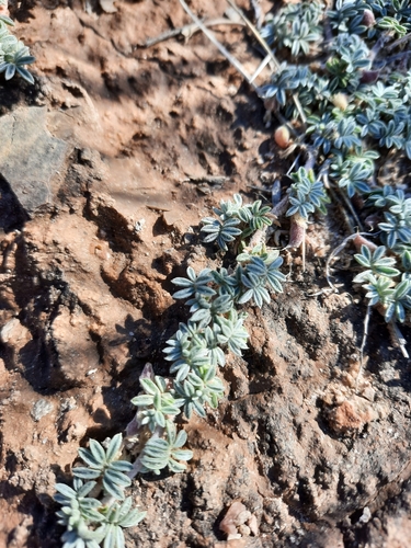 Chaco milkvetch (Astragalus micromerius)