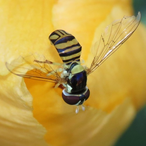 Unknown species found near Rillito, Tucson, AZ, USA