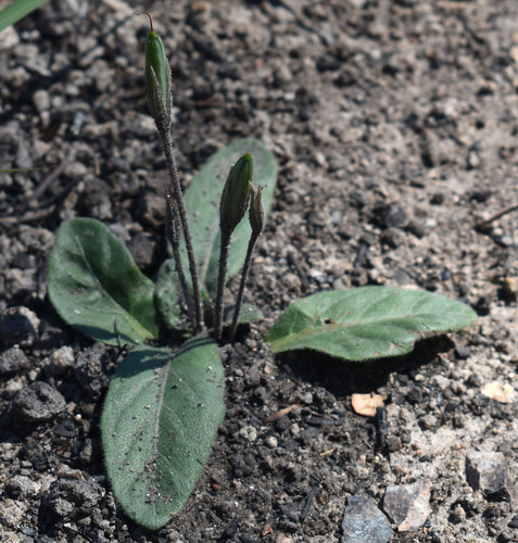 Brunoniella acaulis, 2025-08-04