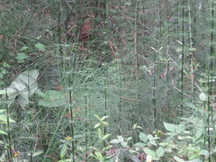 Equisetum myriochaetum