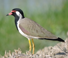 Vanellus indicus