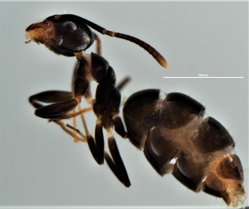 White-footed House Ant photo 3