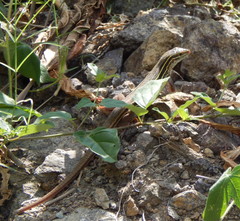 Aspidoscelis stictogrammus