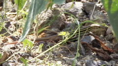 Aspidoscelis stictogrammus